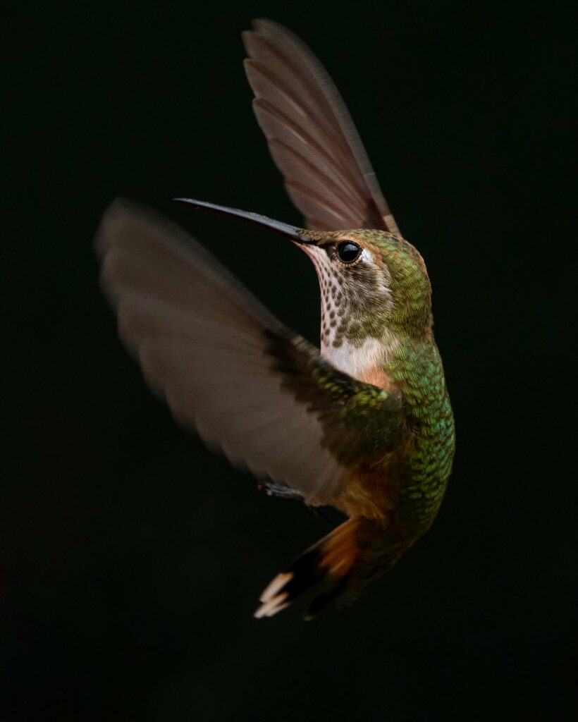 Captivating close-up of a hummingbird mid-flight with detailed feathers.